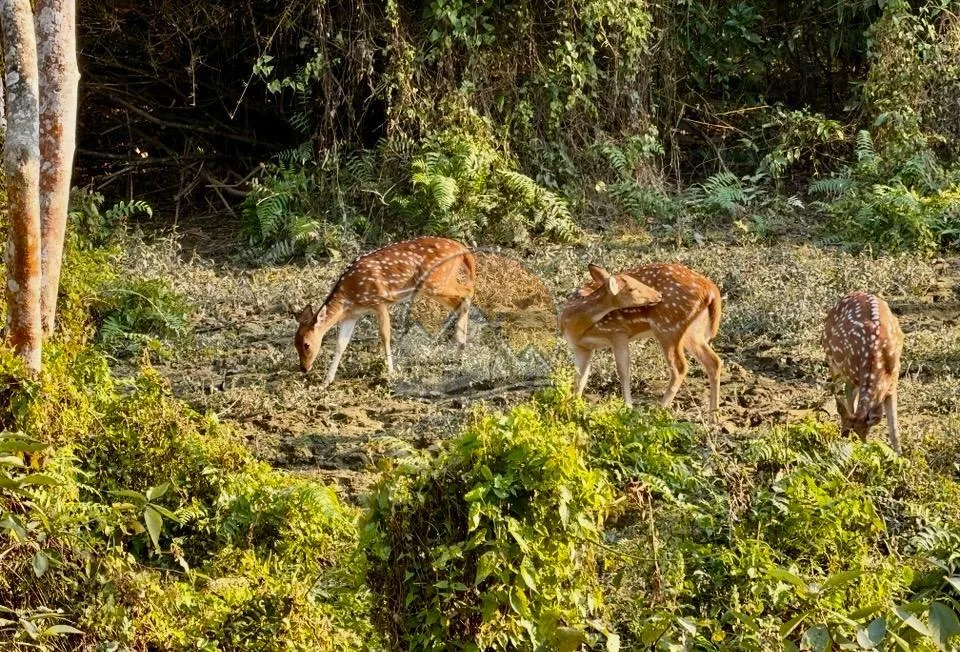 Chitwan National Park